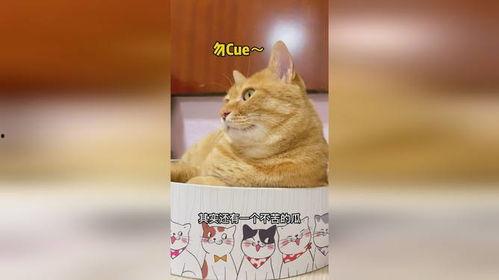 吃瓜猫娱乐,揭秘娱乐圈幕后故事，带你领略明星真实生活